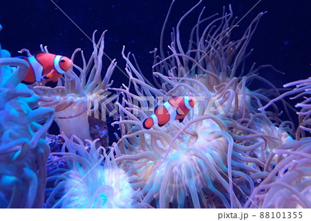 カクレクマノミ Amphiprion ocellaris 88101355