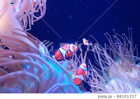 カクレクマノミ Amphiprion ocellaris カクレクマノミ Amphiprion ocellaris 88101357