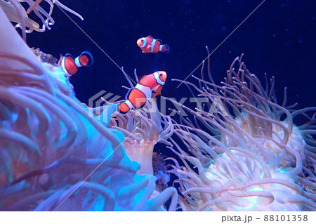 カクレクマノミ Amphiprion ocellaris 88101358