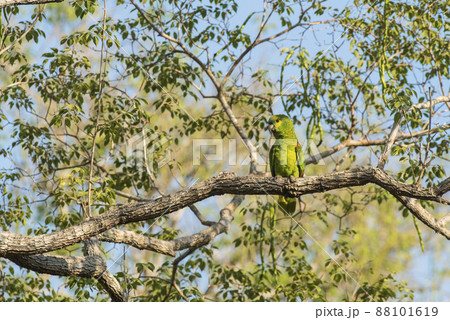 Turquoise fronted Amazon, Panpanal, Brazil 88101619