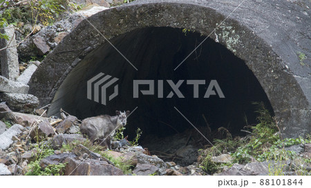 野生のカモシカ 野生のカモシカ 88101844