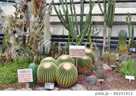 市川市観賞植物園のサボテンゾーン（千葉県市川市大町公園） 88101913