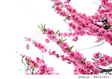 くもりの時の桜 くもりの時の桜 88101915