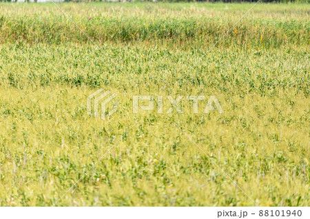 河川敷の風景 88101940