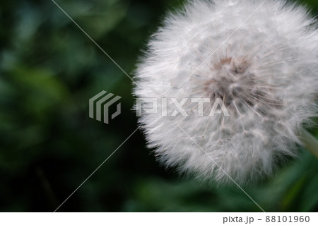 タンポポの綿毛のクローズアップ 49 88101960
