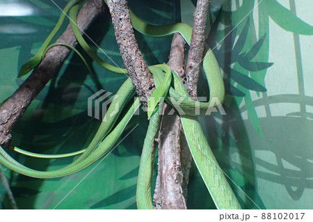 ハナナガムチヘビ Ahaetulla nasuta 88102017