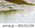 水辺のシギ 水辺のシギ 88102106