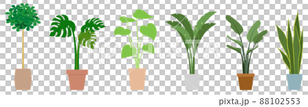 Foliage plant  88102553