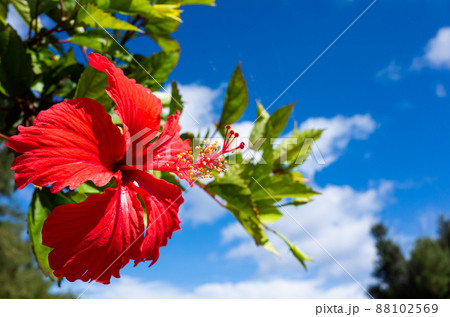 沖縄 恩納村のハイビスカスと青空 沖縄 恩納村のハイビスカスと青空 88102569