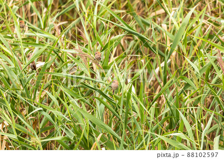 草原の小鳥 草原の小鳥 88102597