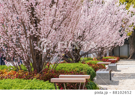 春の徳川園、満開の東海桜〈愛知県名古屋市〉 春の徳川園、満開の東海桜〈愛知県名古屋市〉 88102652