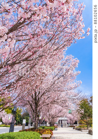 春の徳川園、満開の東海桜〈愛知県名古屋市〉 88102656