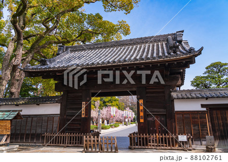 春の徳川園、満開の東海桜〈愛知県名古屋市〉 88102761