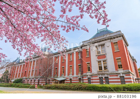 春の名古屋市市政資料館、満開のオオカンザクラ〈愛知県名古屋市〉 88103196