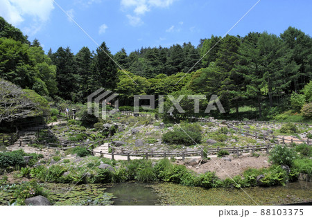 兵庫県神戸市灘区　六甲高山植物園　 88103375