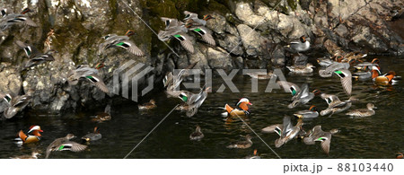 カラフルで美しいオシドリ 88103440