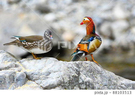 カラフルで美しいオシドリ カラフルで美しいオシドリ 88103513