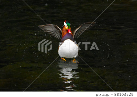 カラフルで美しいオシドリ カラフルで美しいオシドリ 88103529