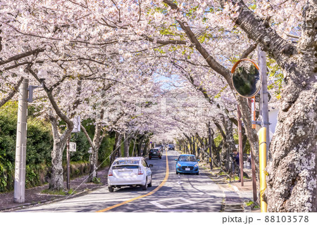 Cherry tree tunnel (Hachimano, Ito City, - Stock Photo