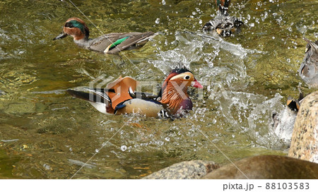 カラフルで美しいオシドリ 88103583