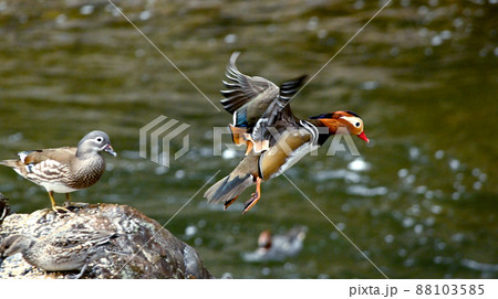 カラフルで美しいオシドリ 88103585