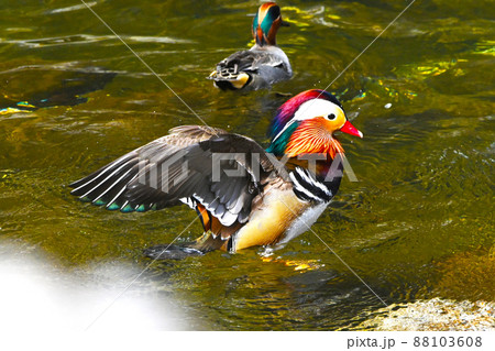 カラフルで美しいオシドリ 88103608