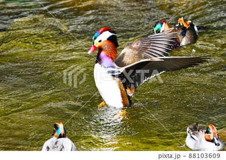 カラフルで美しいオシドリ 88103609