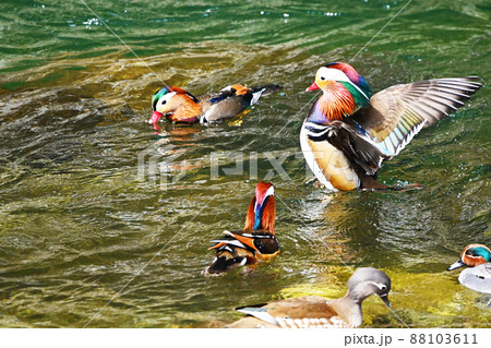 カラフルで美しいオシドリ 88103611