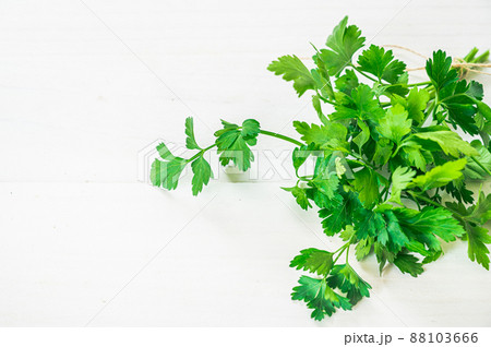 イタリアンパセリ 88103666