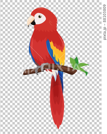 枝にとまったアカコンゴウインコのイラスト 88103809