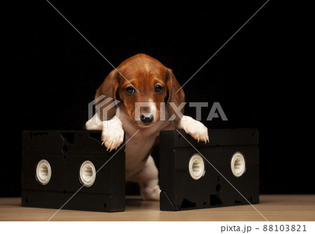 image of dog vhs tape dark background image of dog vhs tape dark background 88103821
