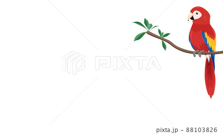 枝にとまったアカコンゴウインコのイラスト_フレーム_16:9 88103826