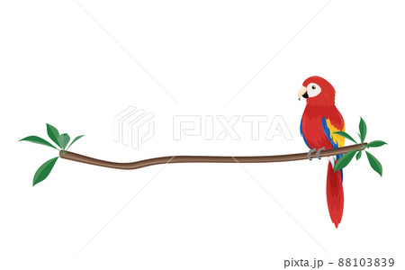 枝にとまったアカコンゴウインコのイラスト_フレーム_ライン 88103839