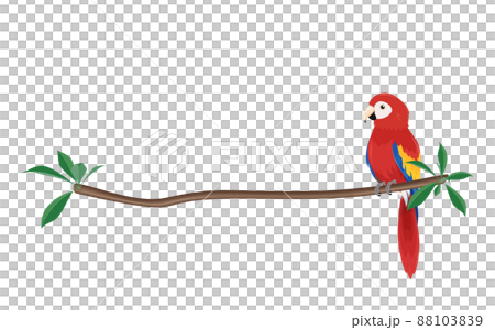 Illustration of a scarlet macaw perched on a branch_frame_line 88103839