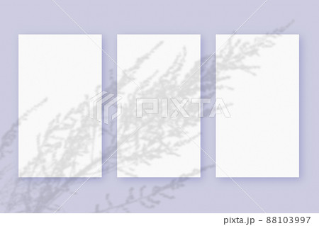 Natural light casts shadows from the plant on 3 vertical sheets of white textured paper format, lying on a violet textured background. Mockup Natural light casts shadows from the plant on 3 vertical sheets of white textured paper format, lying on a violet textured background. Mockup 88103997