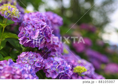 姨捨 紫陽花 88105007