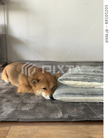 可愛いポーズで眠る柴犬 可愛いポーズで眠る柴犬 88105205