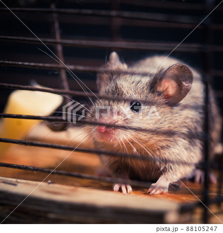mice caught in the cage mousetrap 88105247