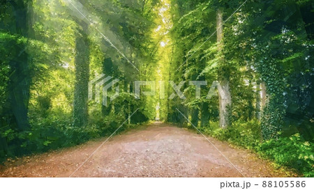 並木道の風景 88105586