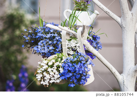 Blue white lobelia flowers in plant hangers growing outdoors, hanging plant holder ideas for gardens 88105744