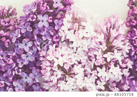 Pink purple lilac background, lilac blossoms closeup 88105758