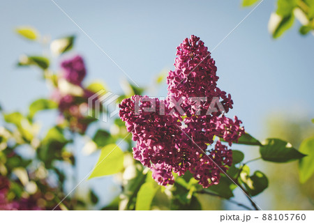 Lilac flowering in spring, purple lilac blooming in the garden 88105760