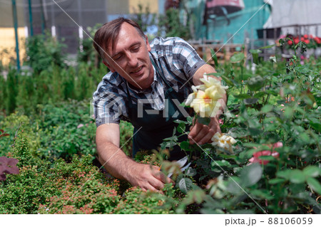 Man gardener taking care of roses in garden center Man gardener taking care of roses in garden center 88106059