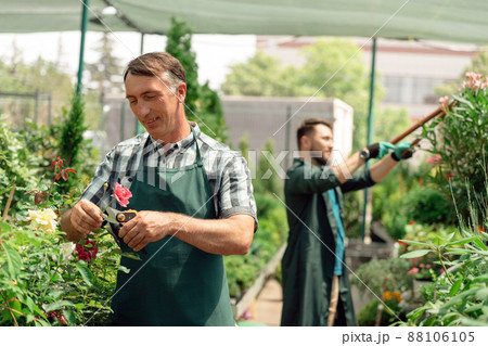 Man gardener pruning rose plants in the garden center 88106105