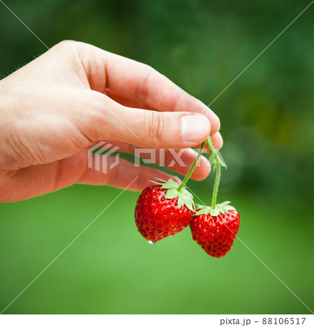 Hand holding strawberries Hand holding strawberries 88106517