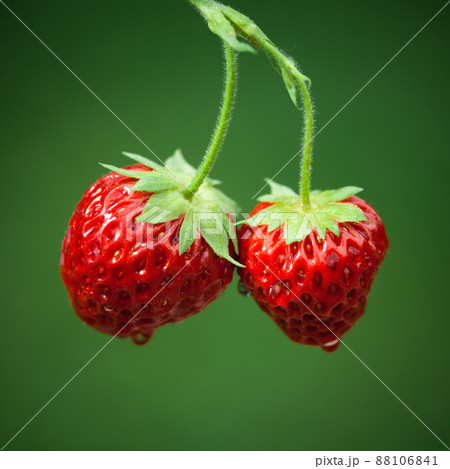Fresh strawberries Fresh strawberries 88106841