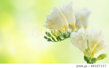 Freeseia fresh flowers 88107157