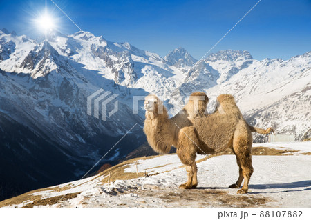 camel in the mountains camel in the mountains 88107882