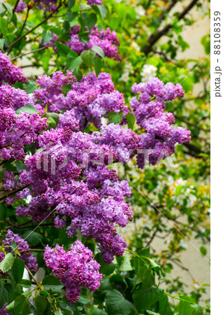 syringa bush in blossom. beautiful botanical green nature background in spring season 88108359