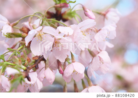 春めき桜の桃色花 春めき桜の桃色花 88108420